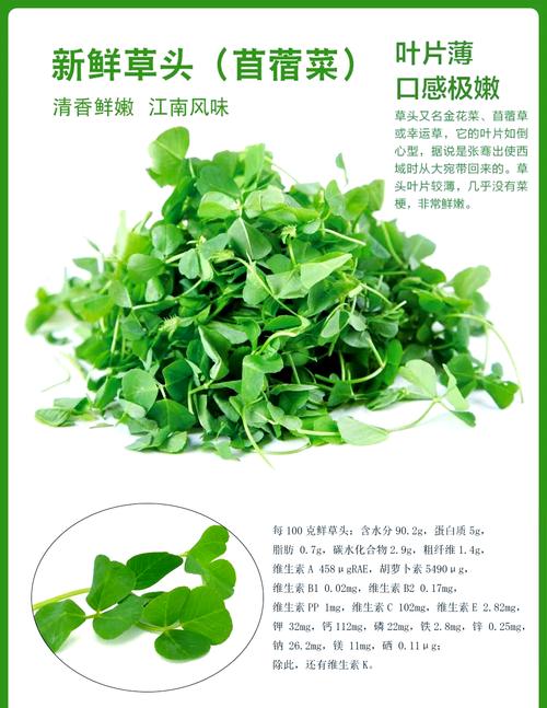 苜蓿人能吃的是什么品种-图2 苜蓿人能吃的是什么品种-图2