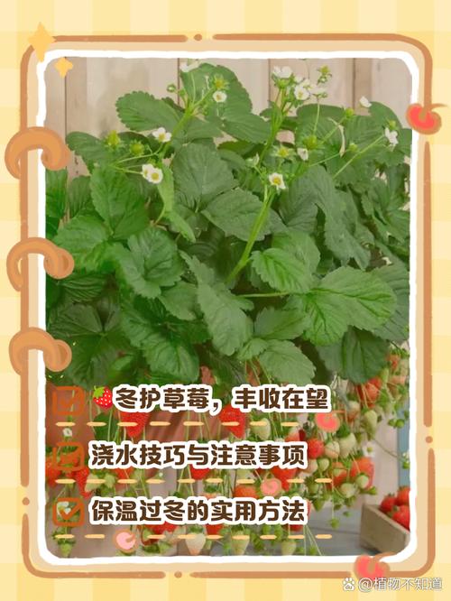 草莓冬天栽培及管理技术-图1 草莓冬天栽培及管理技术-图1