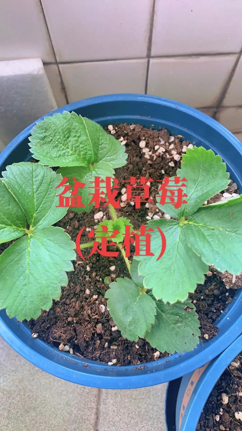 草莓冬天栽培及管理技术-图2 草莓冬天栽培及管理技术-图2