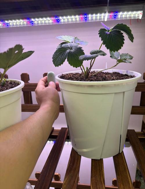 草莓冬天栽培及管理技术-图3 草莓冬天栽培及管理技术-图3