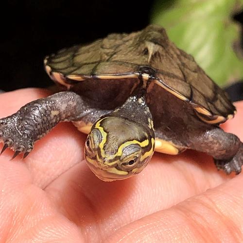 2025安南龟苗价格会涨还是跌?-图2 2025安南龟苗价格会涨还是跌?-图2