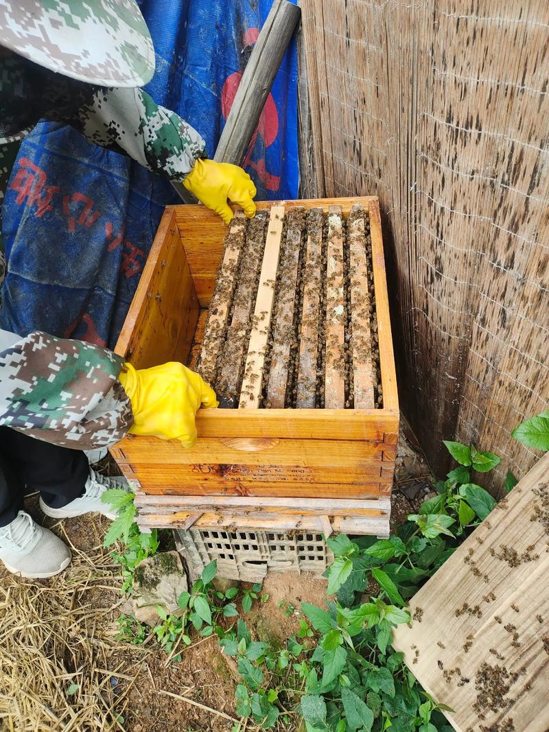 2025养蜂技术新在哪？关键要点有哪些？-图2