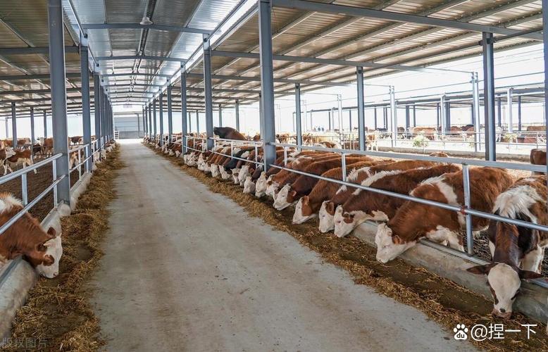 肉牛饲料怎么选?养牛技术怎么提?-图1 肉牛饲料怎么选?养牛技术怎么提?-图1