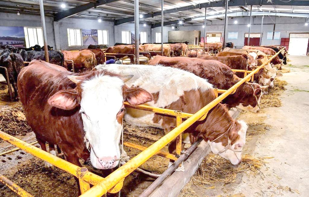 肉牛饲料怎么选？养牛技术怎么提？-图3