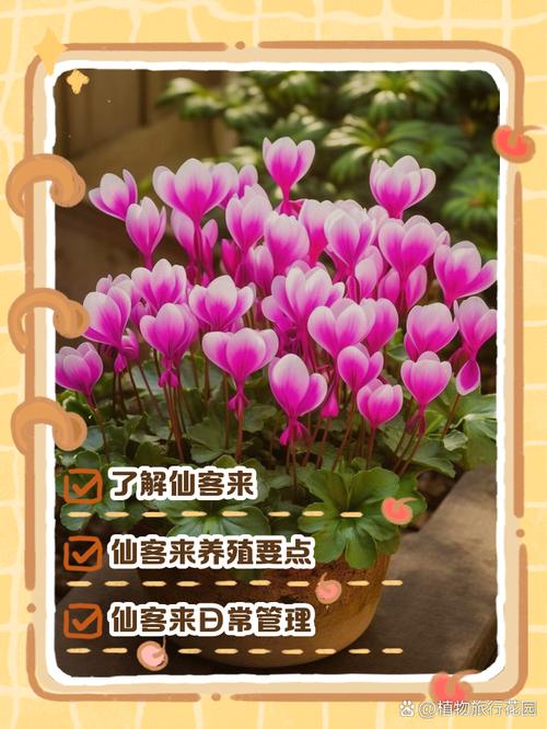 仙客来栽培管理有哪些关键技术要点?-图3 仙客来栽培管理有哪些关键技术要点?-图3