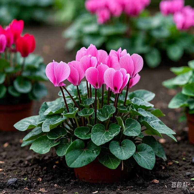 仙客来栽培管理有哪些关键技术要点?-图1 仙客来栽培管理有哪些关键技术要点?-图1