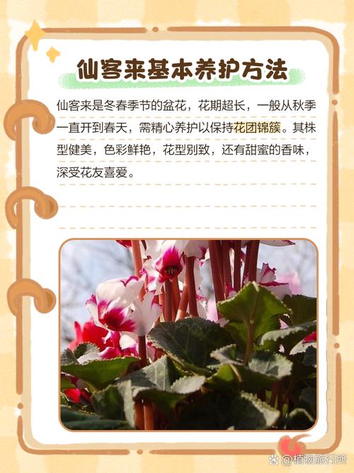 仙客来栽培管理有哪些关键技术要点？-图2