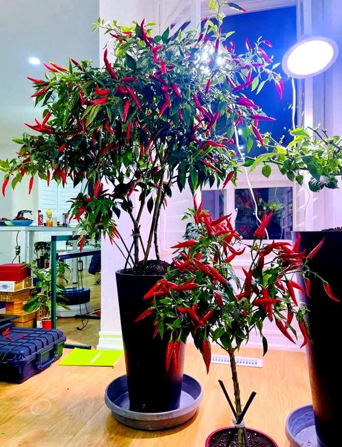 最好最贵的盆载辣椒品种-图1 最好最贵的盆载辣椒品种-图1