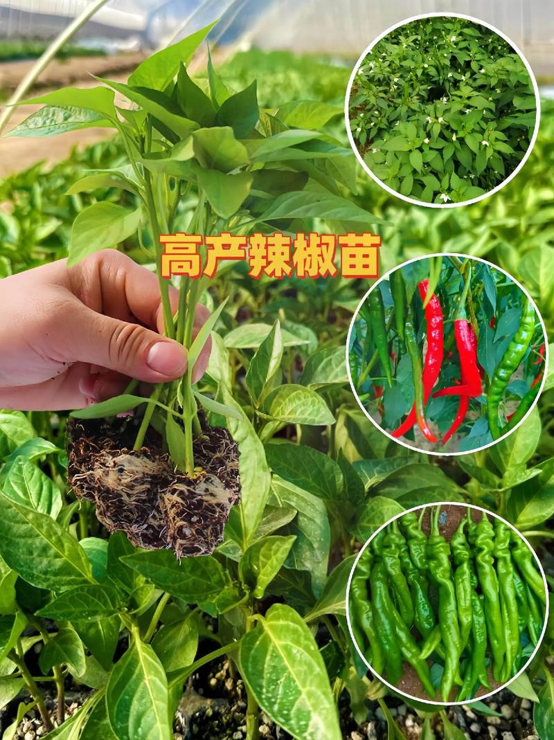最好最贵的盆载辣椒品种-图3 最好最贵的盆载辣椒品种-图3