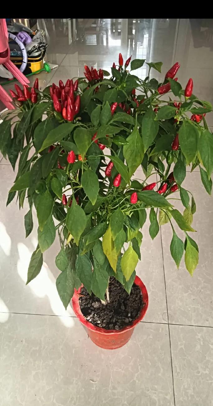 最好最贵的盆载辣椒品种-图2 最好最贵的盆载辣椒品种-图2