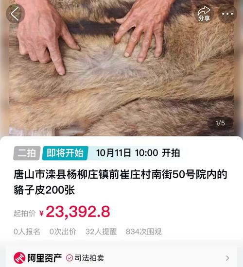 2025年貉子皮啥价格-图1 2025年貉子皮啥价格-图1