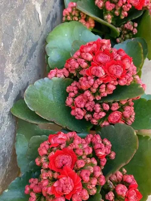 叶子大的长寿花有哪些品种?-图3 叶子大的长寿花有哪些品种?-图3