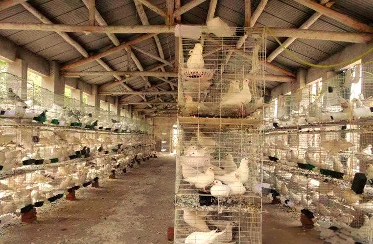 2025年肉鸽养殖技术有哪些新突破？-图2