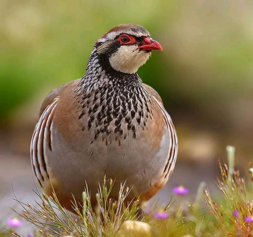 美国鹧鸪养殖技术pdf-图3