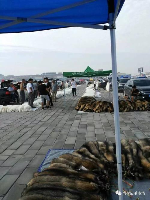 2025尚村貉子皮价格会涨还是跌?-图3 2025尚村貉子皮价格会涨还是跌?-图3
