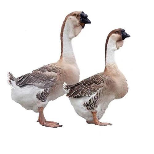 哪些鹅品种算大型鹅?-图3 哪些鹅品种算大型鹅?-图3