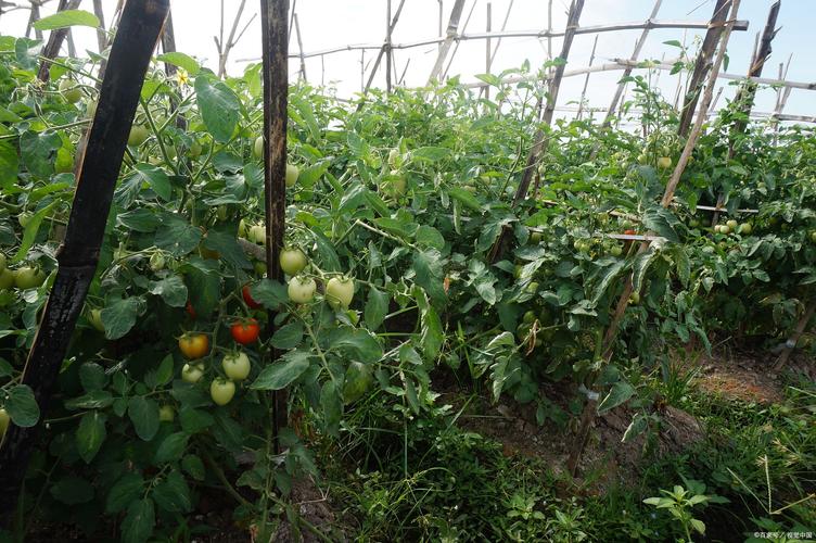 西红柿冬季种植视频有哪些关键技术?-图3 西红柿冬季种植视频有哪些关键技术?-图3