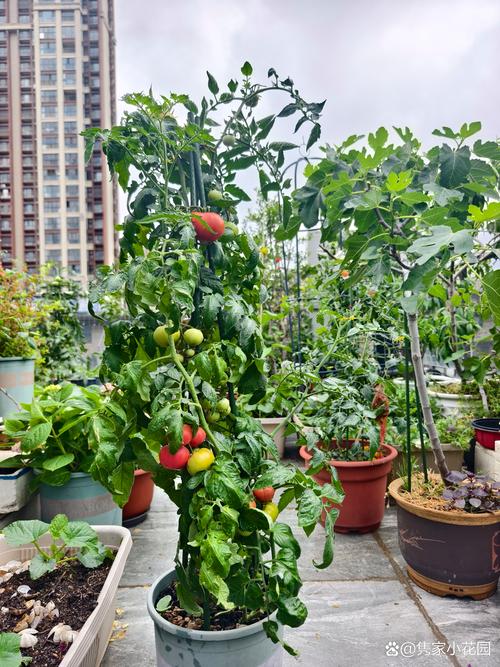 西红柿冬季种植视频有哪些关键技术？-图2