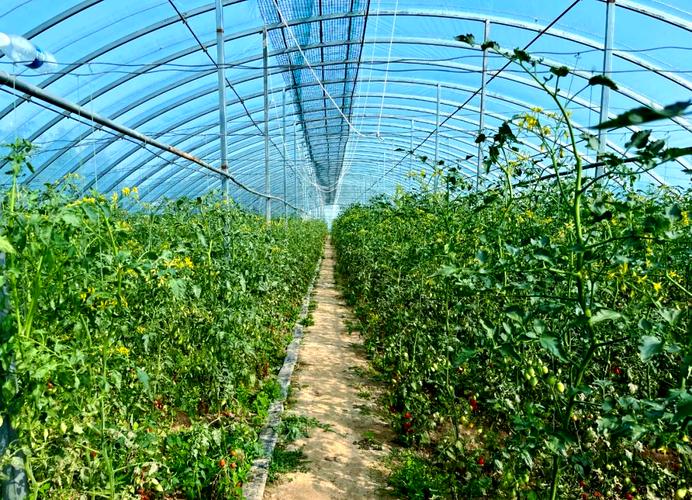 西红柿冬季种植视频有哪些关键技术?-图1 西红柿冬季种植视频有哪些关键技术?-图1