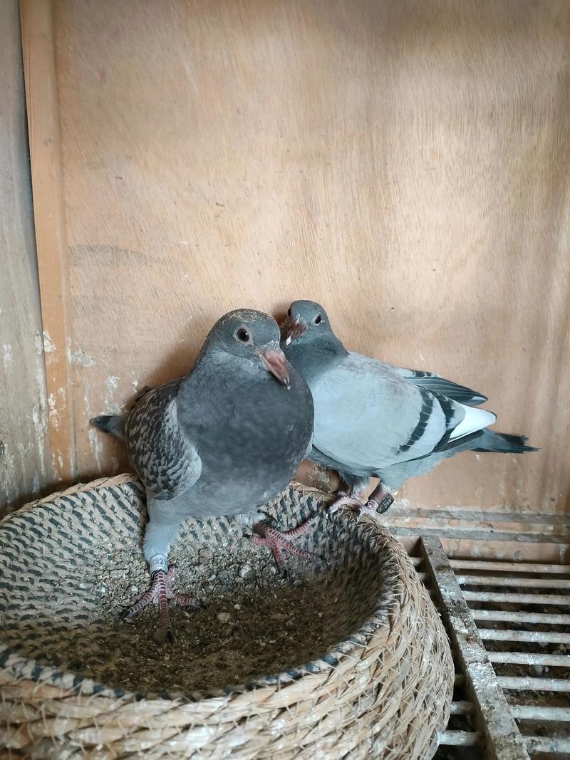 2025肉鸽养殖新技术有何突破?-图3 2025肉鸽养殖新技术有何突破?-图3