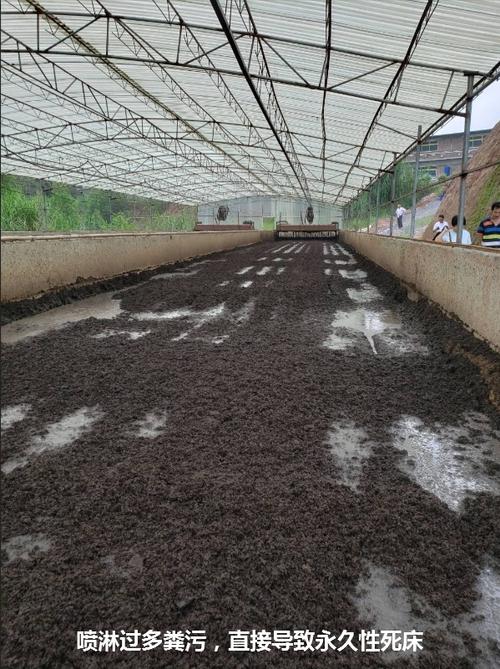 发酵床养殖技术有何优缺点?-图3 发酵床养殖技术有何优缺点?-图3