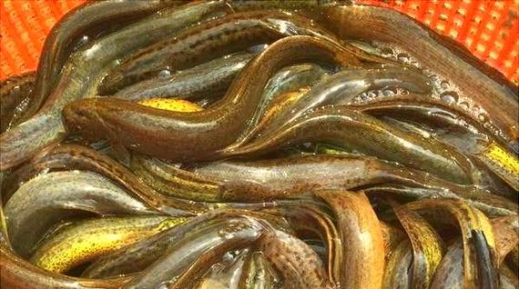 泥鳅黄鳝混养,技术要点有哪些?-图3 泥鳅黄鳝混养,技术要点有哪些?-图3