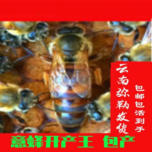 湖北适合养什么品种意蜂?-图2 湖北适合养什么品种意蜂?-图2