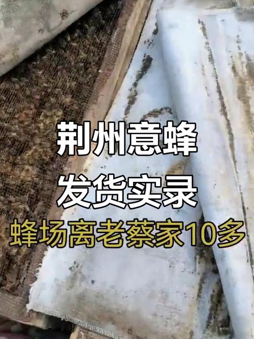 湖北适合养什么品种意蜂?-图1 湖北适合养什么品种意蜂?-图1