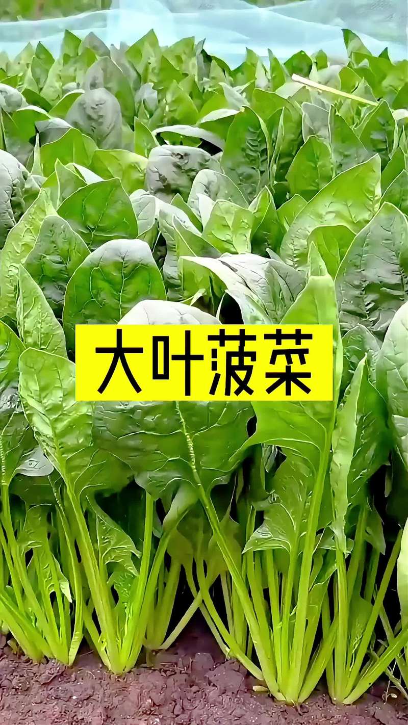 冬天菠菜种植哪个品种好-图3 冬天菠菜种植哪个品种好-图3