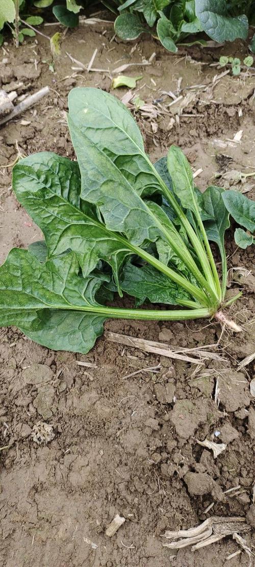 冬天菠菜种植哪个品种好-图2 冬天菠菜种植哪个品种好-图2