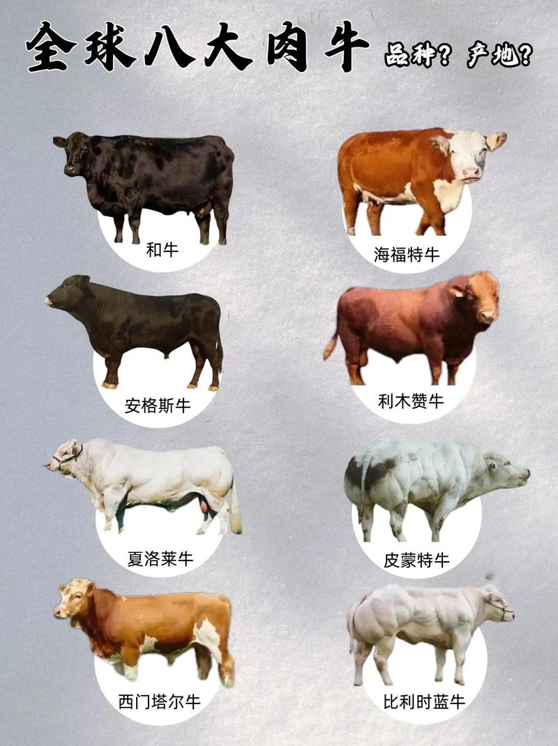 哪些肉牛品种最适合繁殖养殖？-图1
