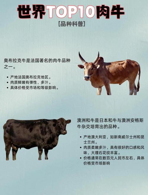 哪些肉牛品种最适合繁殖养殖？-图2