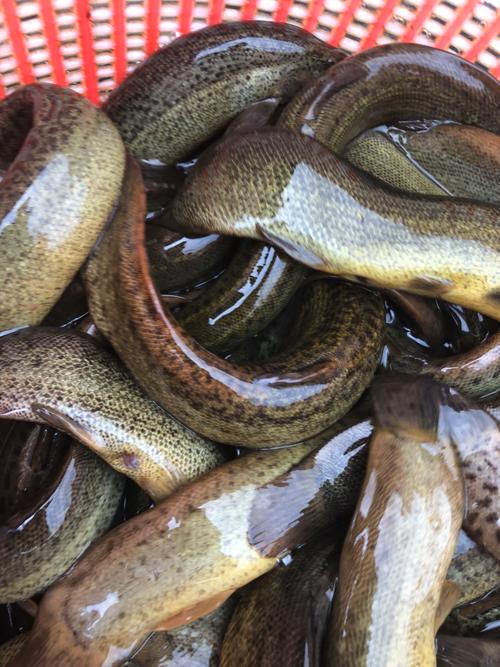 台湾泥鳅养殖技术视频,如何高效高产?-图1 台湾泥鳅养殖技术视频,如何高效高产?-图1