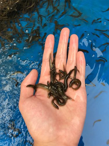 台湾泥鳅养殖技术视频,如何高效高产?-图3 台湾泥鳅养殖技术视频,如何高效高产?-图3