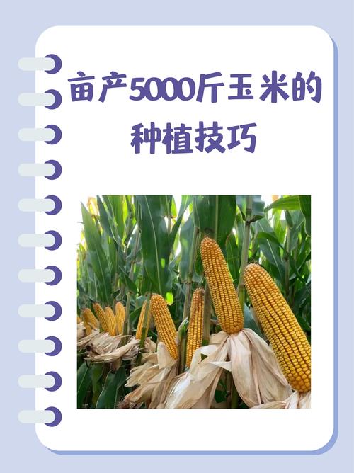 605玉米高产种植技术-图1 605玉米高产种植技术-图1