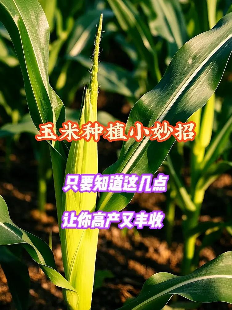 605玉米高产种植技术-图2 605玉米高产种植技术-图2