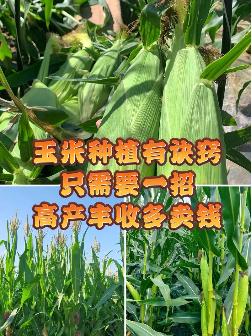 605玉米高产种植技术-图3 605玉米高产种植技术-图3