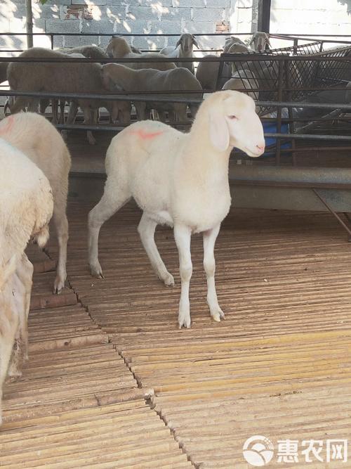 小尾寒羊养殖防病有哪些关键技术?-图2 小尾寒羊养殖防病有哪些关键技术?-图2