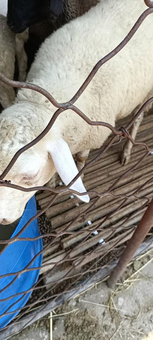 小尾寒羊养殖防病有哪些关键技术?-图3 小尾寒羊养殖防病有哪些关键技术?-图3