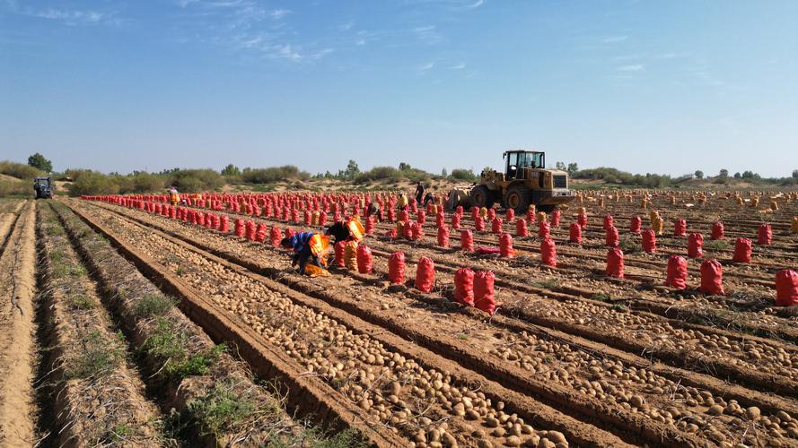 广西马铃薯种植技术视频有哪些要点?-图1 广西马铃薯种植技术视频有哪些要点?-图1