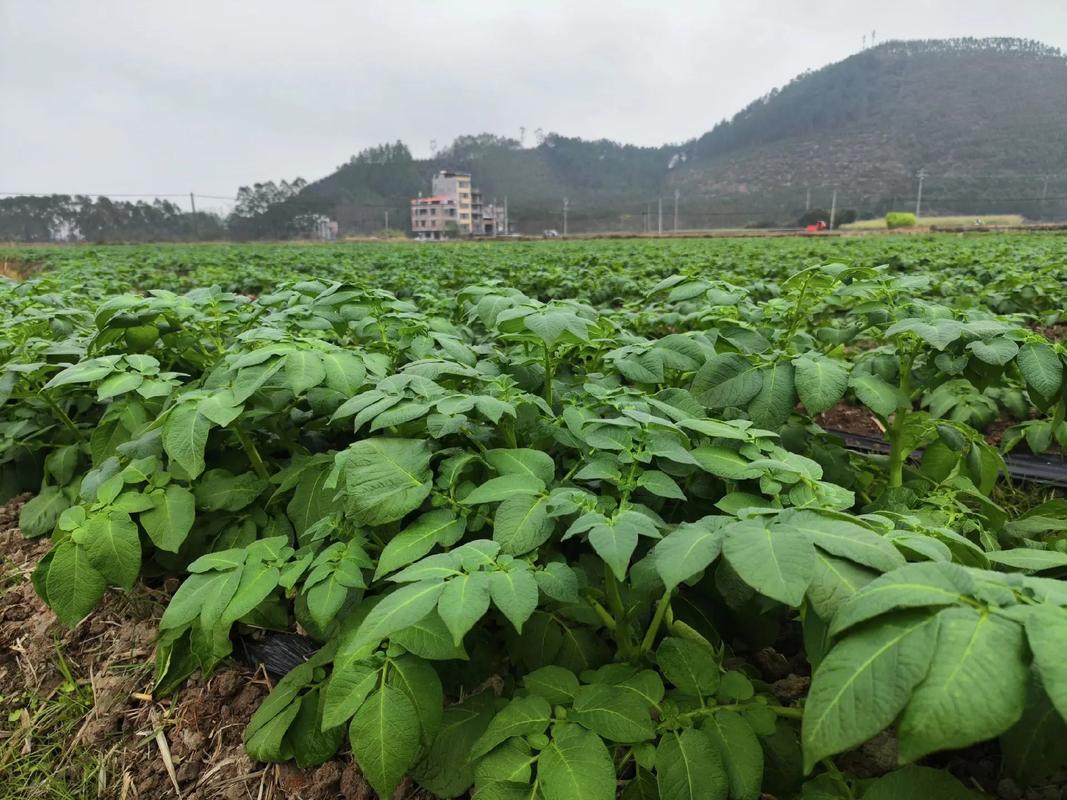 广西马铃薯种植技术视频有哪些要点?-图2 广西马铃薯种植技术视频有哪些要点?-图2