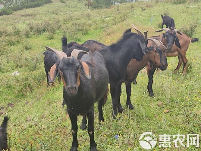 贵州有什么独特的羊品种-图2 贵州有什么独特的羊品种-图2
