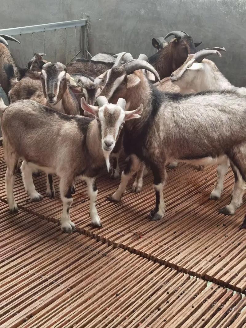 贵州有什么独特的羊品种-图1 贵州有什么独特的羊品种-图1