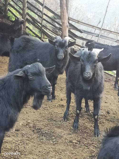 贵州有什么独特的羊品种-图3 贵州有什么独特的羊品种-图3