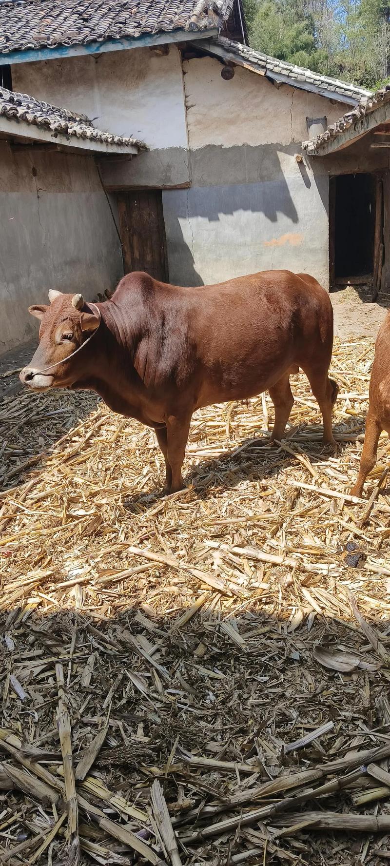 中国牛有哪些品种？-图2