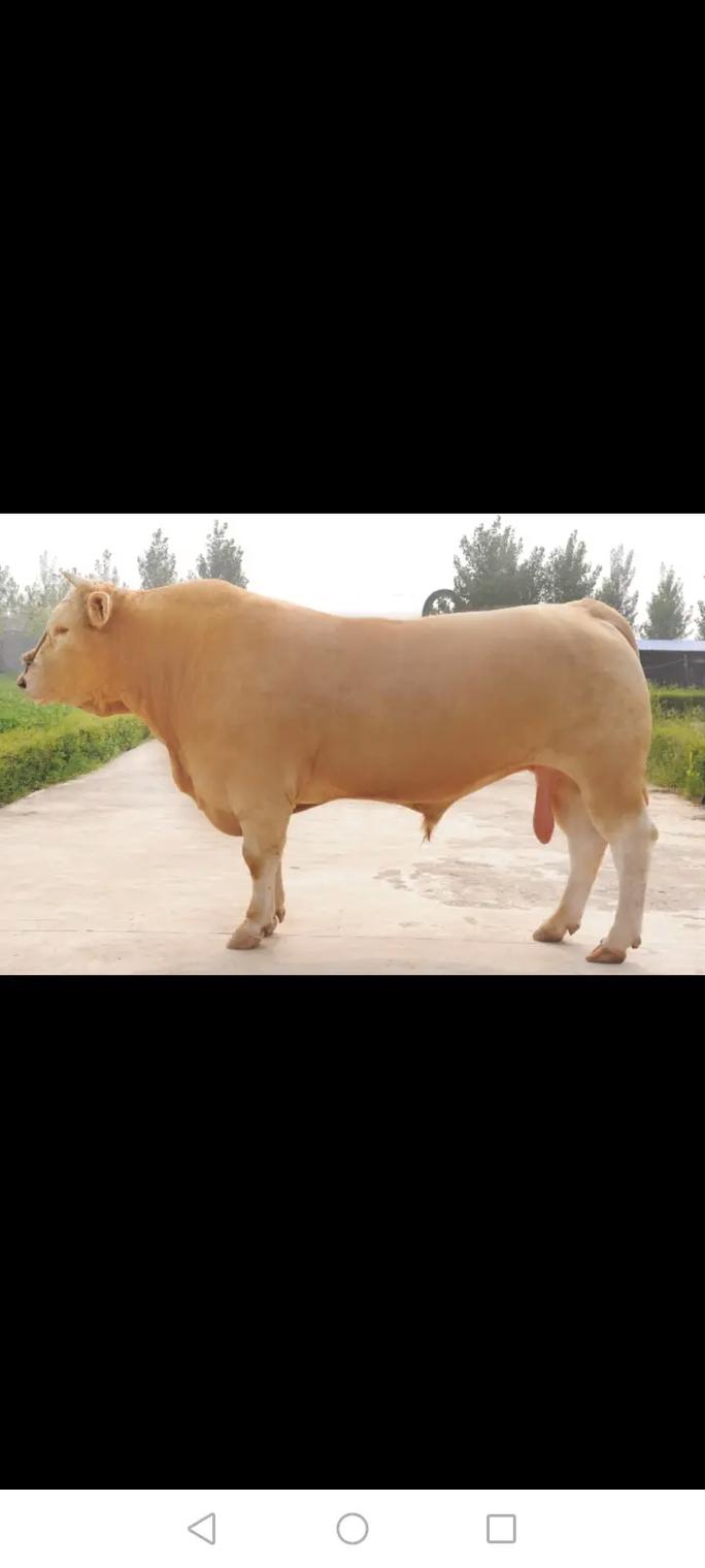 中国牛有哪些品种?-图1 中国牛有哪些品种?-图1