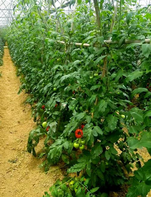 春季西红柿管理技术视频有哪些要点?-图1 春季西红柿管理技术视频有哪些要点?-图1