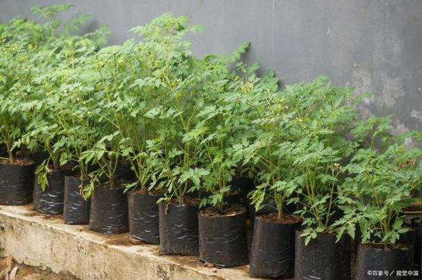 春季西红柿管理技术视频有哪些要点？-图2