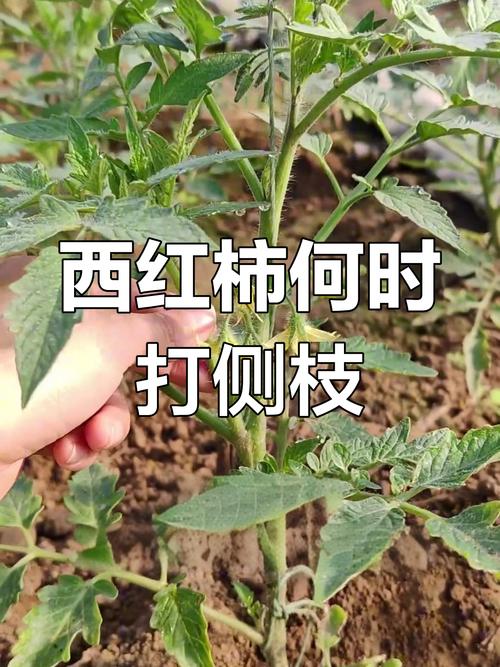 春季西红柿管理技术视频有哪些要点？-图3