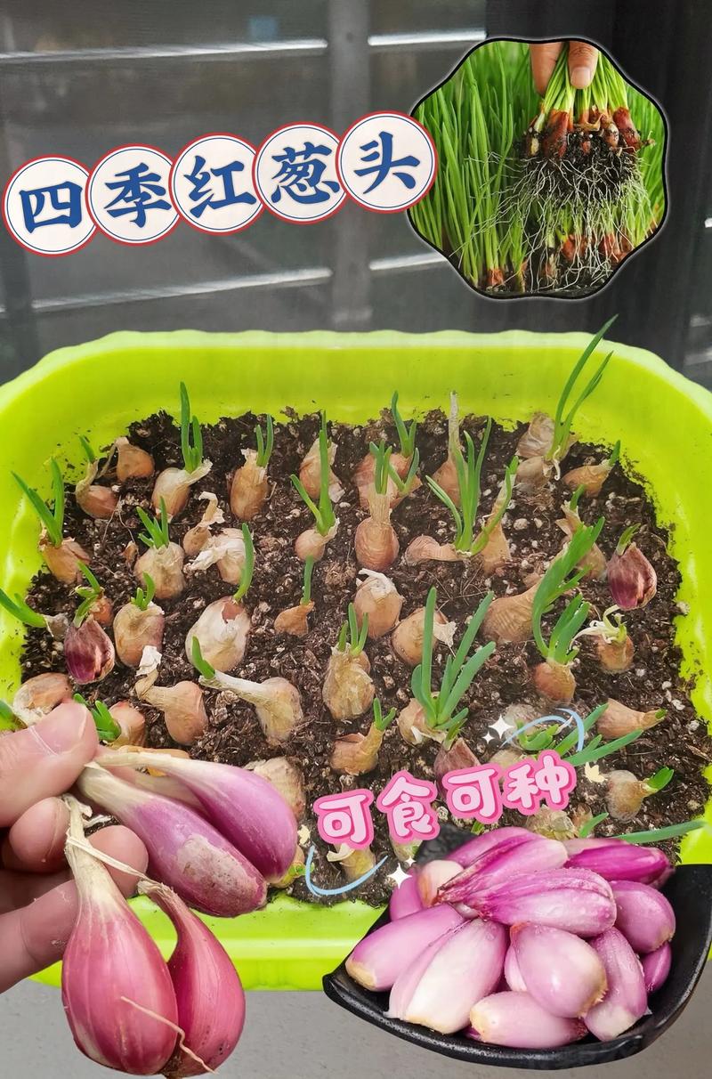 过年卖葱,种哪个品种最赚钱?-图2 过年卖葱,种哪个品种最赚钱?-图2